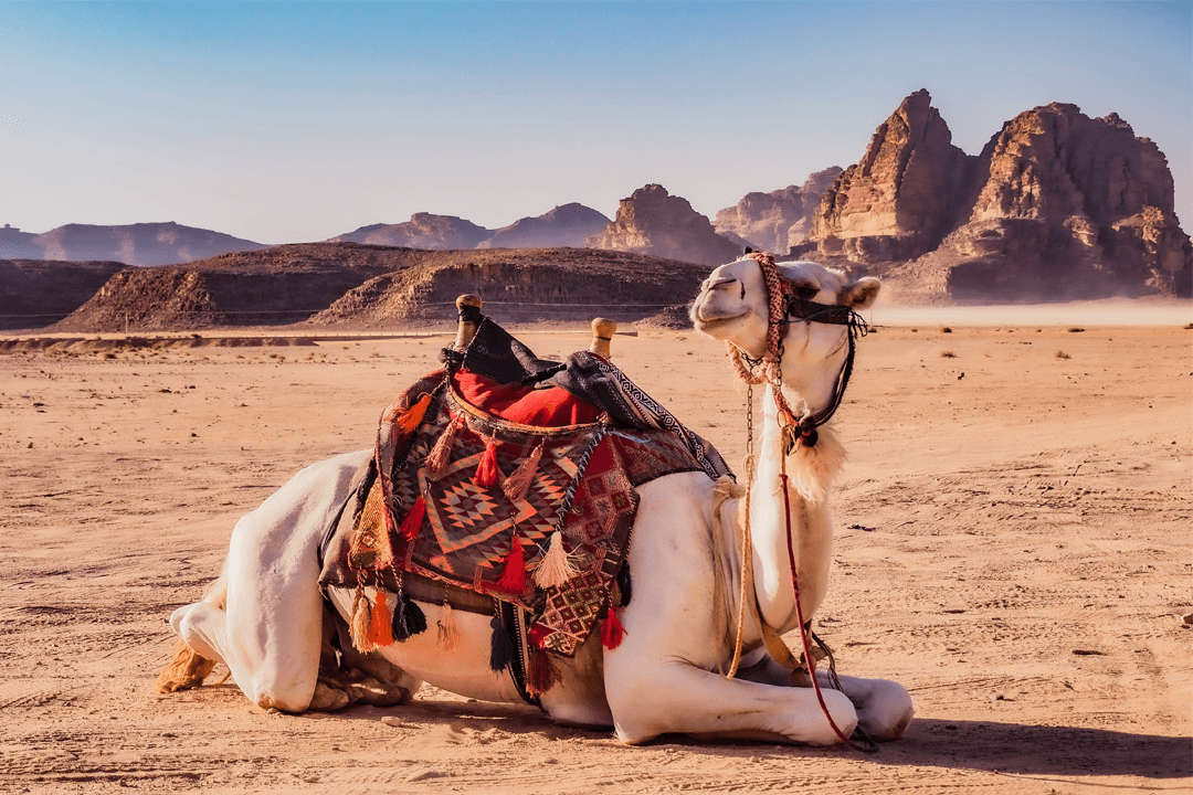 Saudi University Develops AI System to Support Camel Herders and Enhance Livestock Management