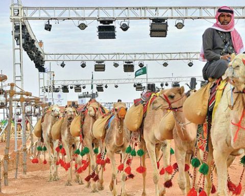 King Abdulaziz Camel Festival Attracts 3,000 International Visitors
