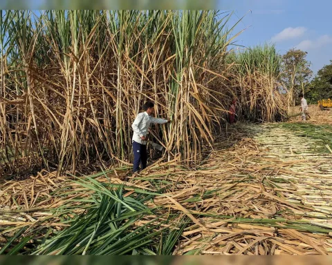 Najran Farmers Embrace Sugarcane Cultivation as a Profitable and Promising Agricultural Venture