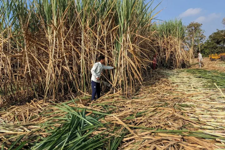 Najran Farmers Embrace Sugarcane Cultivation as a Profitable and Promising Agricultural Venture