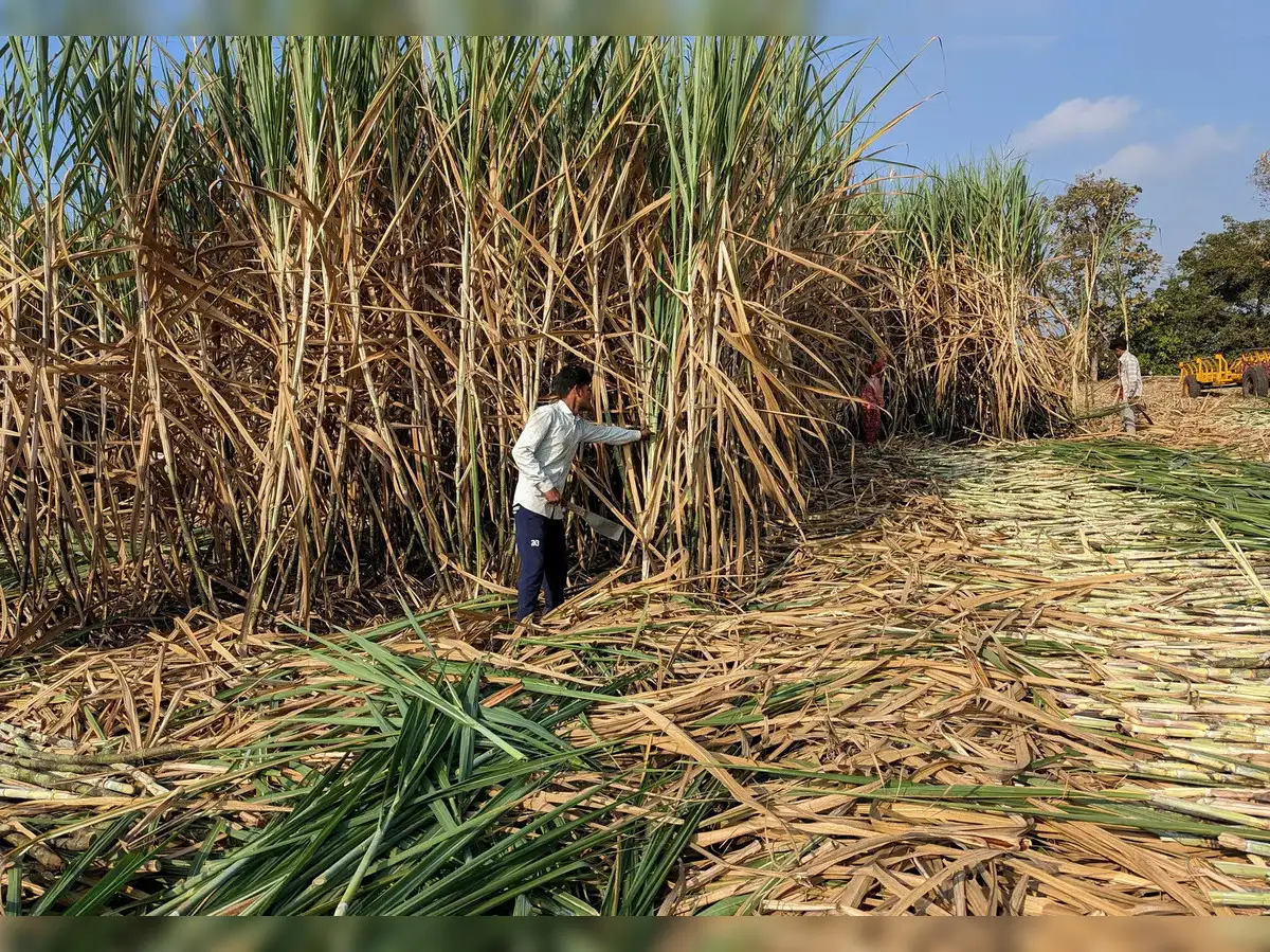 Najran Farmers Embrace Sugarcane Cultivation as a Profitable and Promising Agricultural Venture