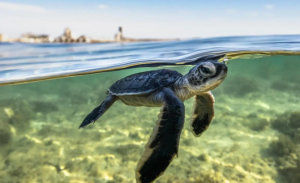 Royal Reserve Introduces Satellite Monitoring to Safeguard Red Sea’s Endangered Turtles