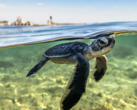 Royal Reserve Introduces Satellite Monitoring to Safeguard Red Sea’s Endangered Turtles