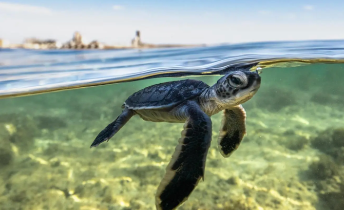 Royal Reserve Introduces Satellite Monitoring to Safeguard Red Sea’s Endangered Turtles