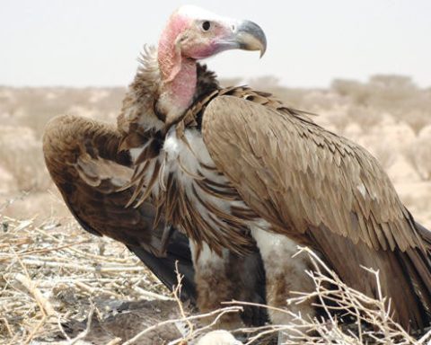 Saudi Wildlife Authority Releases Predatory Birds in Al-Soudah Park to Support Ecological Balance
