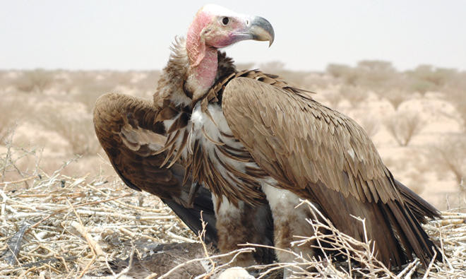 Saudi Wildlife Authority Releases Predatory Birds in Al-Soudah Park to Support Ecological Balance