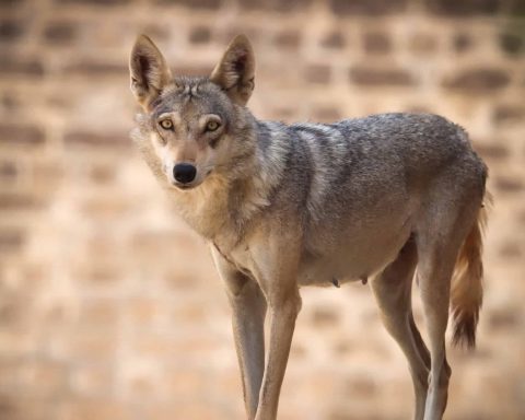 Surviving the Sands The Fight to Protect the Endangered Arabian Wolf