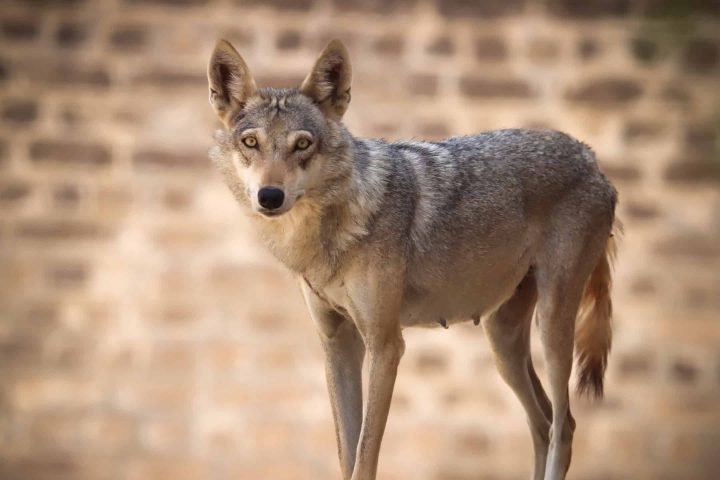 Surviving the Sands The Fight to Protect the Endangered Arabian Wolf