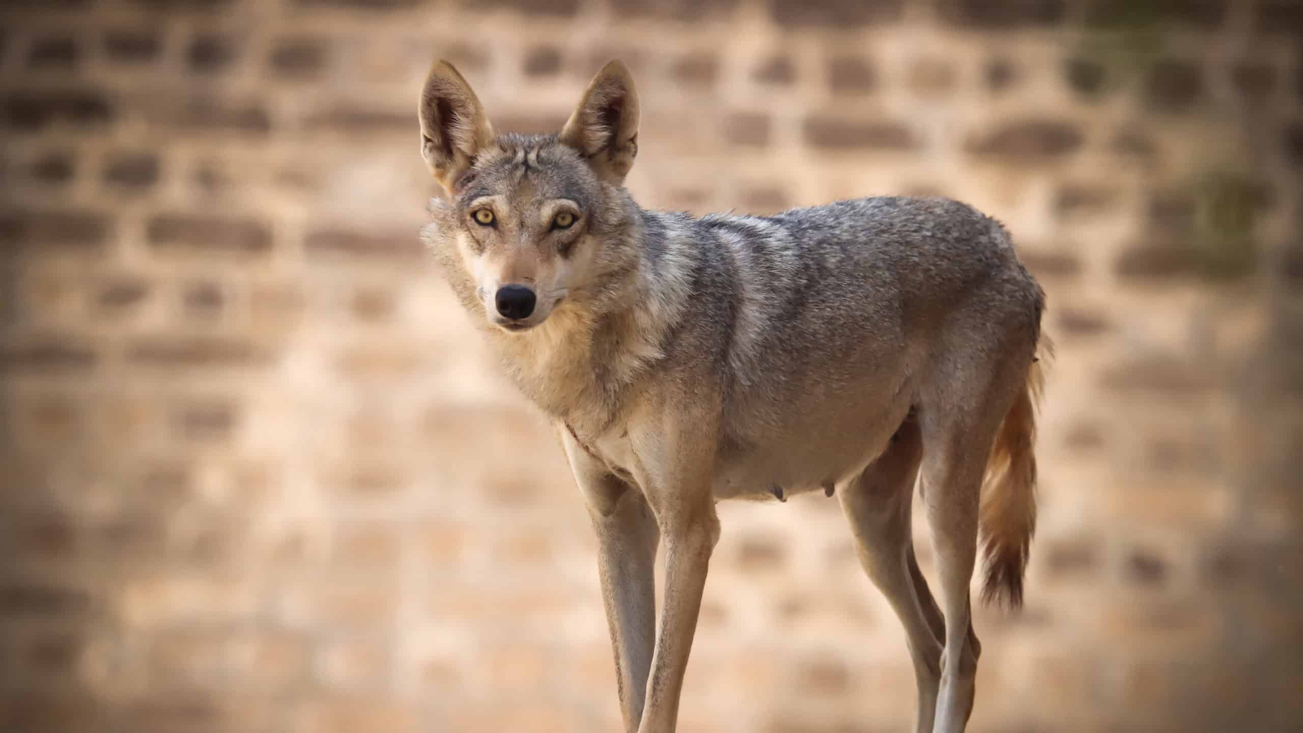 Surviving the Sands The Fight to Protect the Endangered Arabian Wolf
