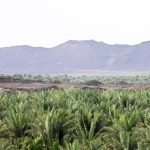 Sustainability Highlighted as Madinah Celebrates World Soil Day