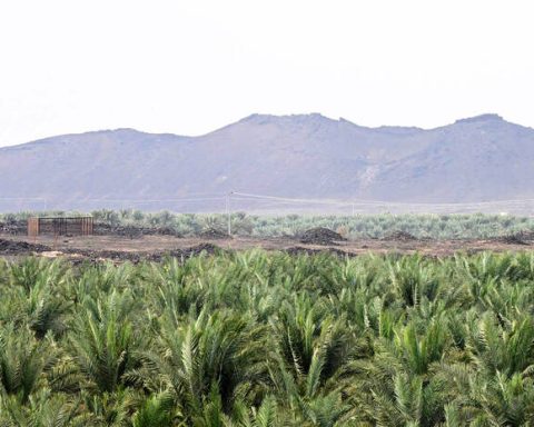 Sustainability Highlighted as Madinah Celebrates World Soil Day