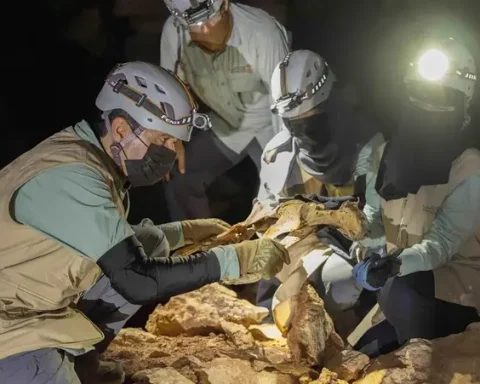 A Scientific First Naturally Mummified Leopards Discovered in Saudi Arabia’s Caves