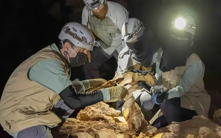 A Scientific First Naturally Mummified Leopards Discovered in Saudi Arabia’s Caves