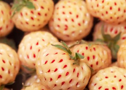 Hail Achieves a Global Agricultural Milestone with the Production of Saudi Arabia’s First White Strawberry
