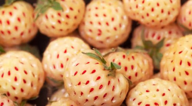 Hail Achieves a Global Agricultural Milestone with the Production of Saudi Arabia’s First White Strawberry