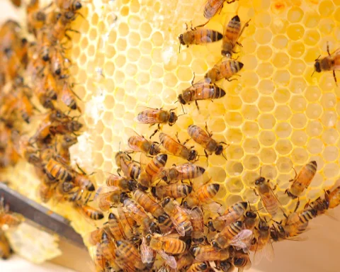 Fifth Beekeeping Season Launches at a Saudi Royal Reserve