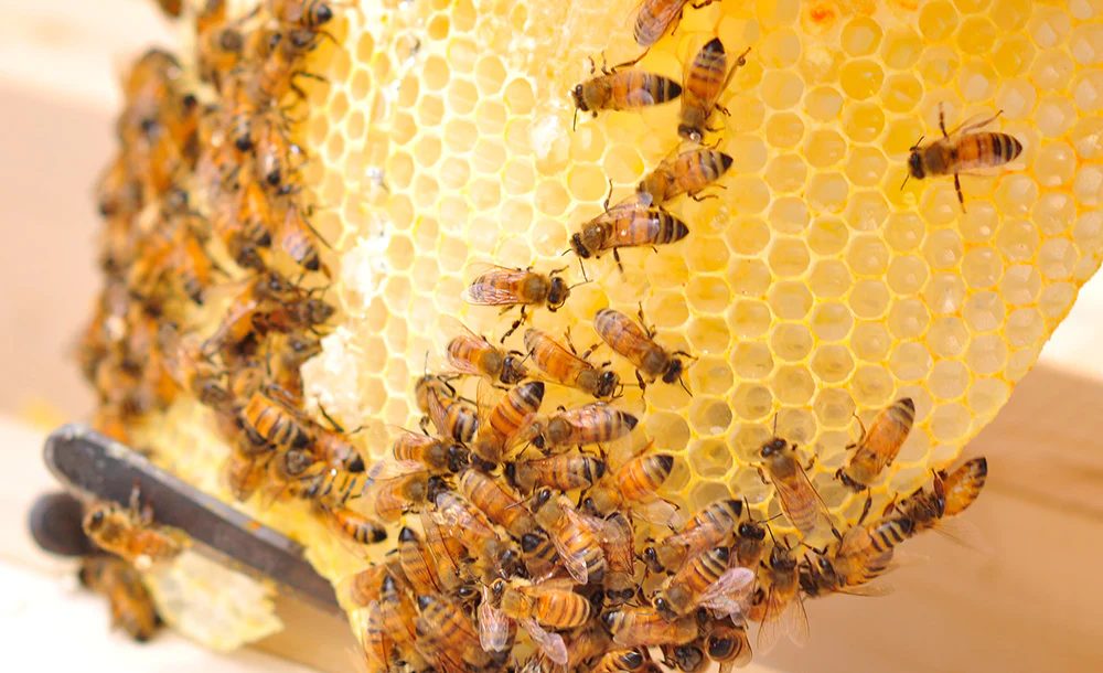 Fifth Beekeeping Season Launches at a Saudi Royal Reserve