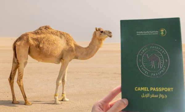 Digital Camel Saudi Arabia Launches 'Camel Passports' — A Digital System to Track ...
