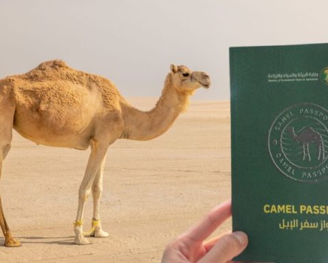 Saudi Arabia Launches ‘Camel Passports’ — A Digital System to Track Millions of Camels