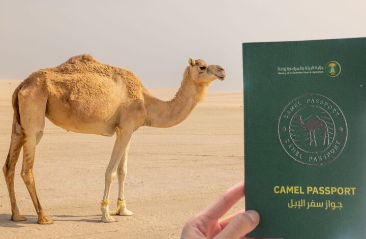 Saudi Arabia Launches ‘Camel Passports’ — A Digital System to Track Millions of Camels