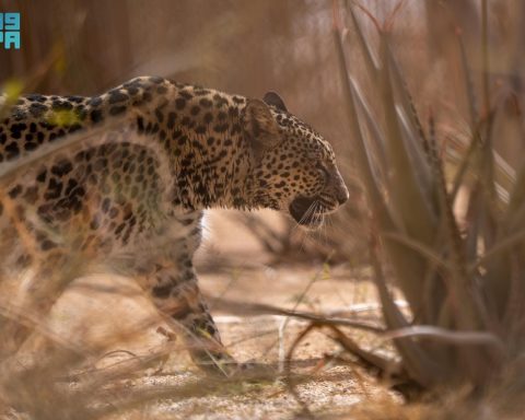 Saudi Arabia Celebrates World Arabian Leopard Day — Here's Why AlUla Is Leading the Charge