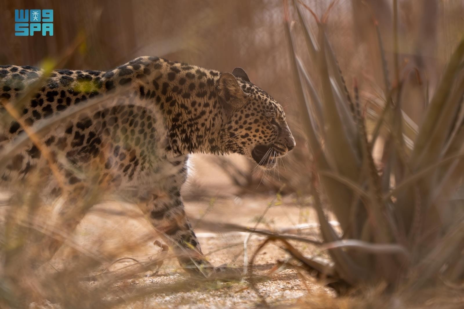 Saudi Arabia Celebrates World Arabian Leopard Day — Here's Why AlUla Is Leading the Charge