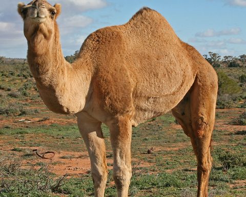 Saudi Arabia Launches 'Camel Passports' — A Digital System to Track Millions of Camels