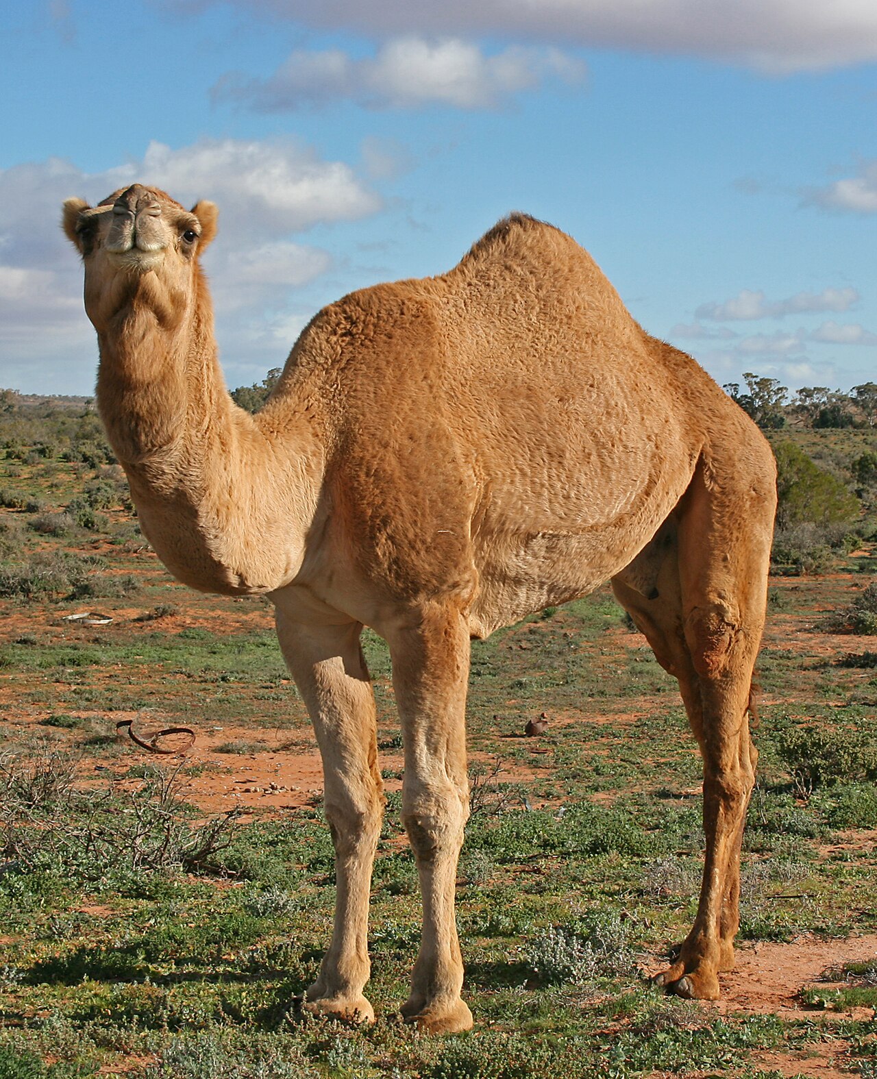 Saudi Arabia Launches 'Camel Passports' — A Digital System to Track Millions of Camels