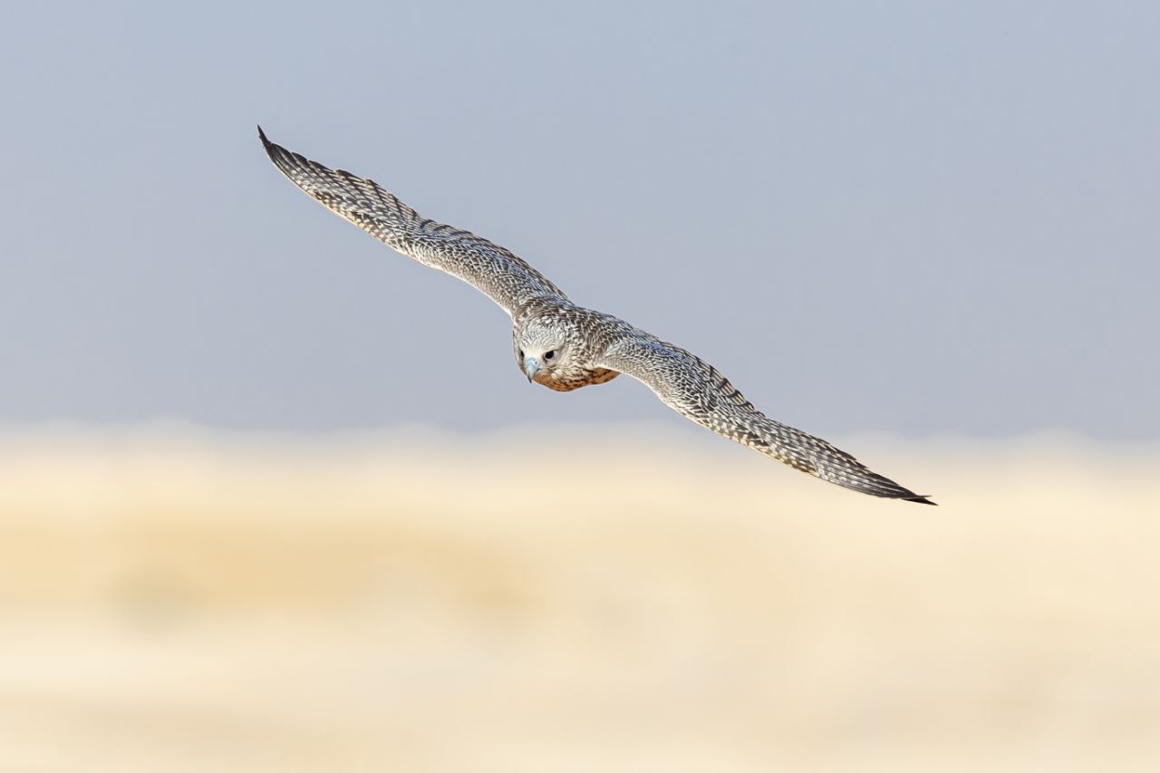Falcon in flight over the desert during the King Abdulaziz Falconry Festival