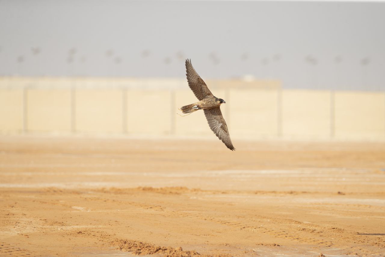 Falcon racing across the Milwah 400-metre course at the King Abdulaziz Falconry Festival