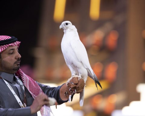 Falconer presenting a white falcon at the King Abdulaziz Falconry Festival