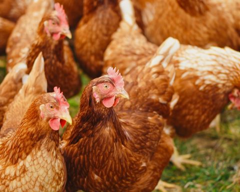 Saudi Arabia Bans Poultry and Egg Imports from 40 Countries to Safeguard Public Health
