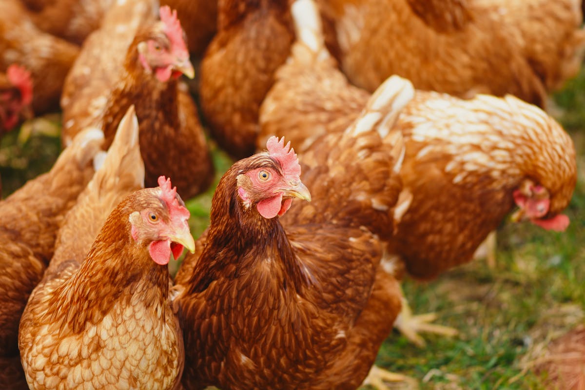 Saudi Arabia Bans Poultry and Egg Imports from 40 Countries to Safeguard Public Health