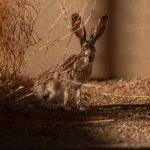 Arabian Hare Returns to Prince Mohammed bin Salman Royal Reserve Under ReWild Arabia Program