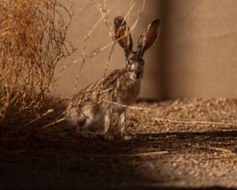 Arabian Hare Returns to Prince Mohammed bin Salman Royal Reserve Under ReWild Arabia Program