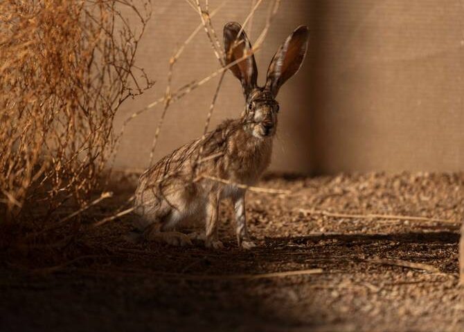Arabian Hare Returns to Prince Mohammed bin Salman Royal Reserve Under ReWild Arabia Program