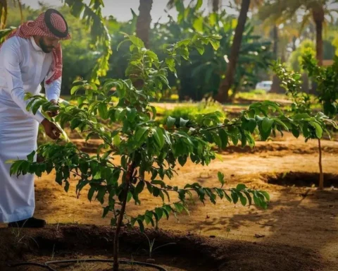 Saudi Arabia Reaches Environmental Milestone One Million Hectares Restored and 159 Million Trees Planted