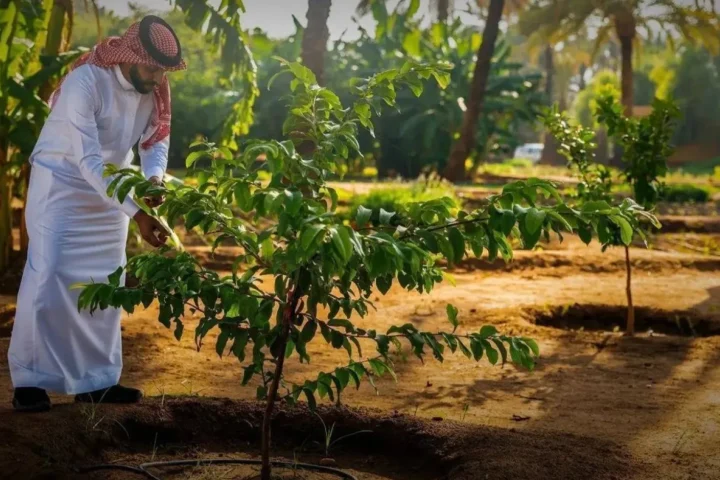 Saudi Arabia Reaches Environmental Milestone One Million Hectares Restored and 159 Million Trees Planted