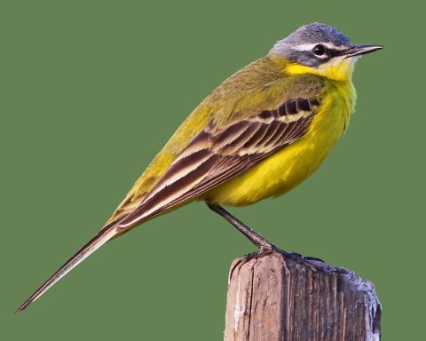 Yellow Wagtail Sighting in Northern Borders Highlights Saudi Arabia’s Rich Biodiversity