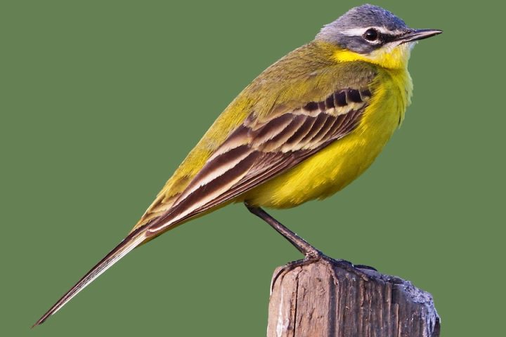 Yellow Wagtail Sighting in Northern Borders Highlights Saudi Arabia’s Rich Biodiversity