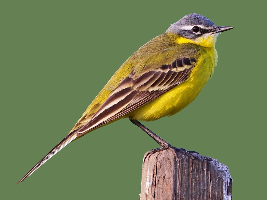 Yellow Wagtail Sighting in Northern Borders Highlights Saudi Arabia’s Rich Biodiversity