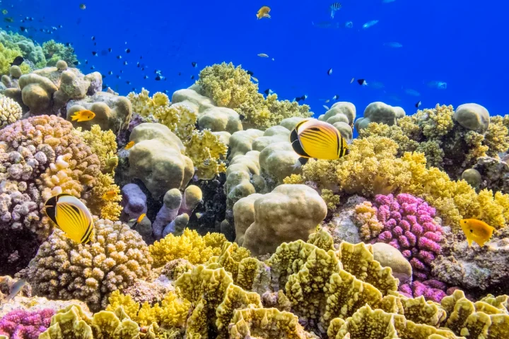 Coral Reefs Drive a New Scientific Breakthrough in Modern Medicine