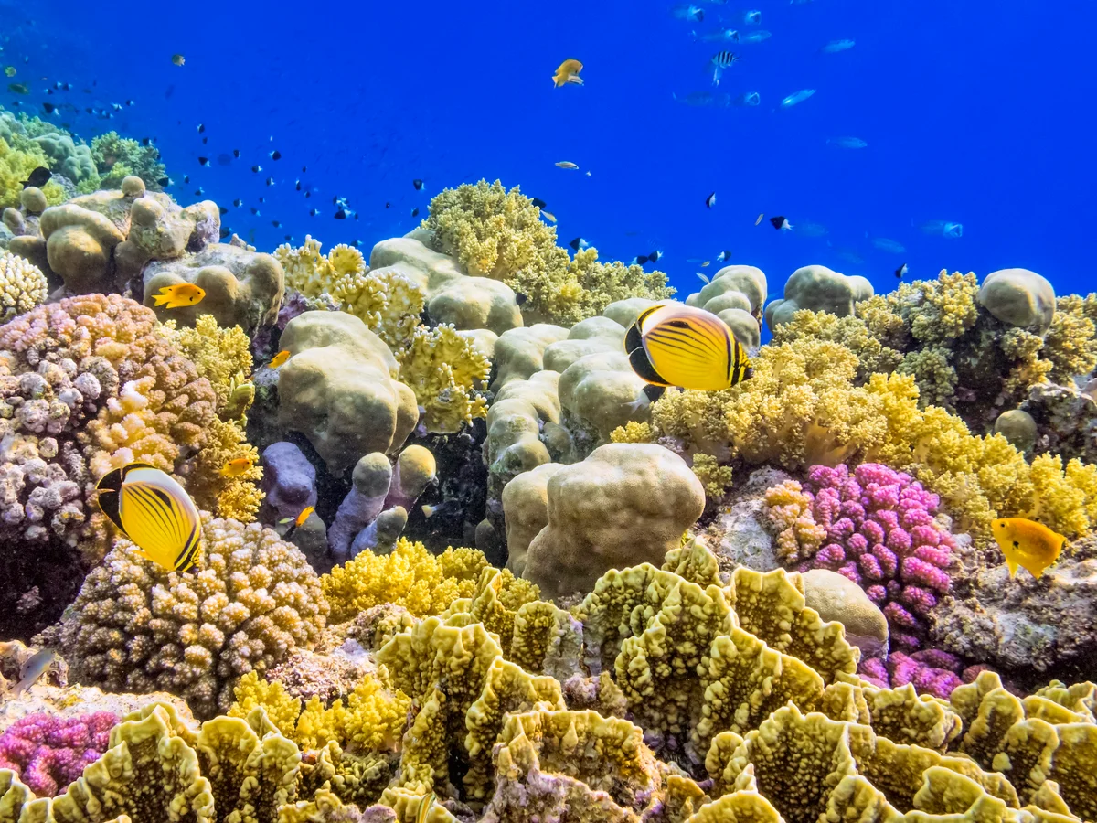 Coral Reefs Drive a New Scientific Breakthrough in Modern Medicine