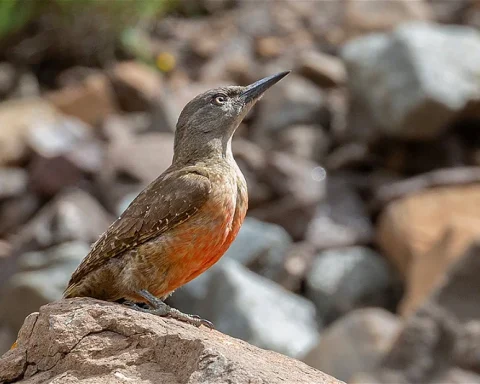Flame-Chested Pipit Adds Color to Saudi Arabia’s Wilderness as a Seasonal Visitor