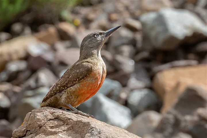 Flame-Chested Pipit Adds Color to Saudi Arabia’s Wilderness as a Seasonal Visitor