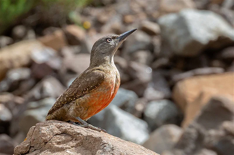 Flame-Chested Pipit Adds Color to Saudi Arabia’s Wilderness as a Seasonal Visitor