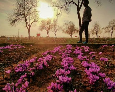 Saffron Farming in AlUla Boosts Crop Diversity and Economic Growth