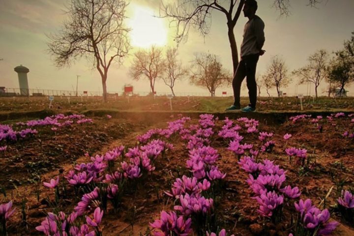 Saffron Farming in AlUla Boosts Crop Diversity and Economic Growth