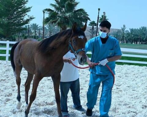 Saudi Laboratory Gains Global Recognition for Equine Disease Testing