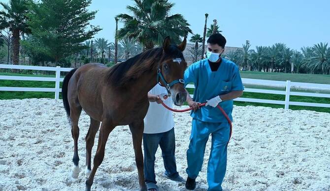 Saudi Laboratory Gains Global Recognition for Equine Disease Testing